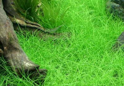 Eleocharis Parvula aquarium plant  AquaTank Rare Aquarium Plants